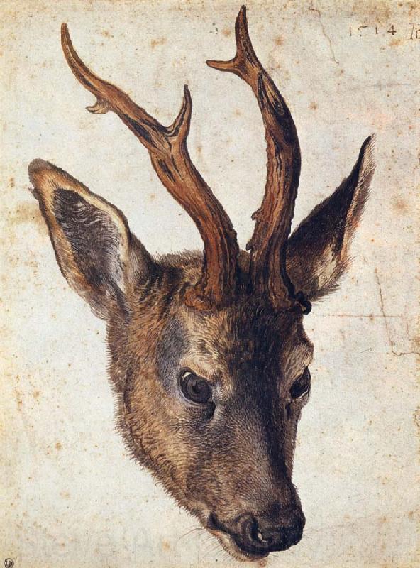 Albrecht Durer The Head of Stag France oil painting art